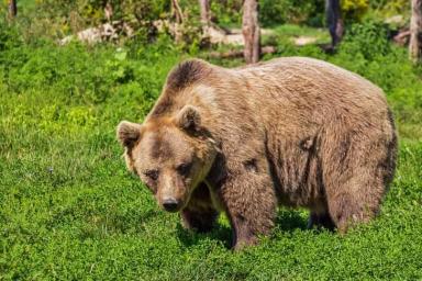 Учёные заметили изменения в поведении бурых медведей после спячки