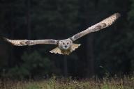 Характеристика крыльев совы поможет разработать бесшумные аэродинамические конструкции