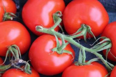 Китайский метод выращивания рассады томатов, о котором знают опытные дачники