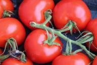 Китайский метод выращивания рассады томатов, о котором знают опытные дачники