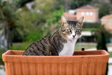 Недорогой наполнитель для кошачьего туалета может улавливать из воздуха парниковый газ
