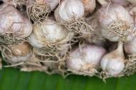 В чем секреты выращивания крупных головок чеснока: деревенская хитрость