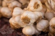 Как вырастить крупный и вкусный чеснок: важные правила