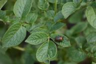 Как избавиться от колорадского жука на дачном участке: деревенская хитрость