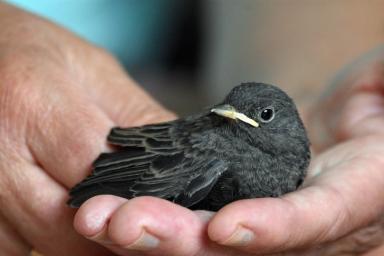 В Жулебинском природном заказнике нашли редкую для столицы птицу