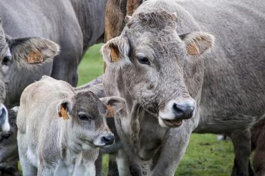 Российские ученые вывели первого генетически модифицированного теленка