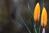 Генетики опровергли одно из положений теории Дарвина