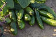 Эти подкормки просто необходимо использовать, если вы хотите добиться хорошего урожая огурцов