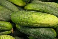 Как бороться с пустоцветами на огурцах: хитрость огородников