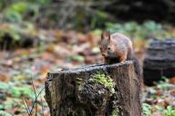 5 эффективных способов избавиться от пня на садовом участке