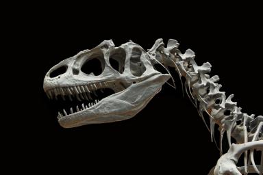 В Великобритании обнаружили место массового сбора динозавров