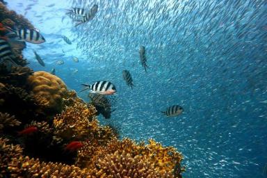 У берегов Таити в Тихом океане нашли огромный коралловый риф