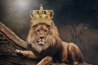 Пять факторов, из-за которых не стоит обижать Льва