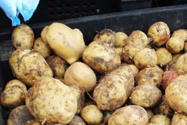 Как сохранить картофель, если он почищен