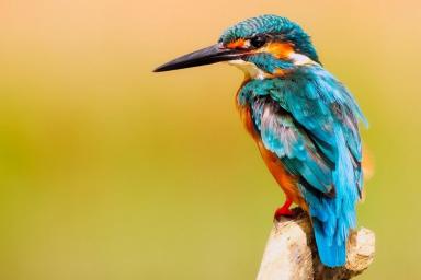 В Африке обнаружили птиц, чьи песни не менялись миллионы лет
