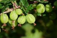 Как пересадить крыжовник: ошибки, из-за которых не будет урожая