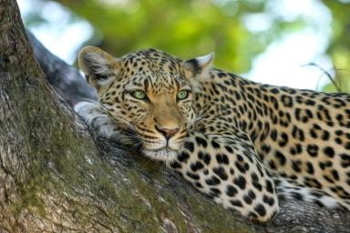 Коронавирус начал распространяться в популяциях диких индийских леопардов