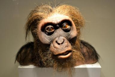 Неандертальцы и кроманьонцы имели схожие когнитивные способности и ловкость рук
