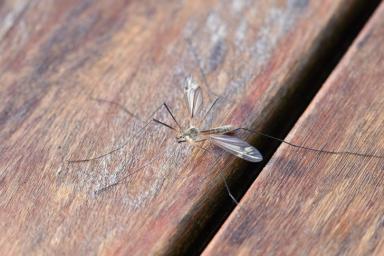 Российские ученые нашли на территории Германии древнейшего комара