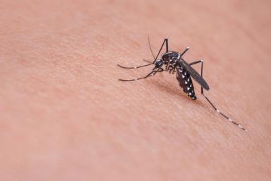 С малярийными комарами начнут бороться с помощью сока свеклы