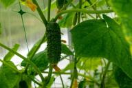 Как посадить семена огурцов на рассаду: досадные ошибки огородников