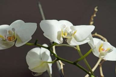 Зимующие орхидеи: 5 правил, которые спасут их от гибели