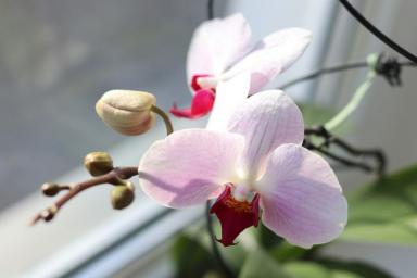 Как ухаживать за орхидеями, чтобы не опали цветочные бутоны