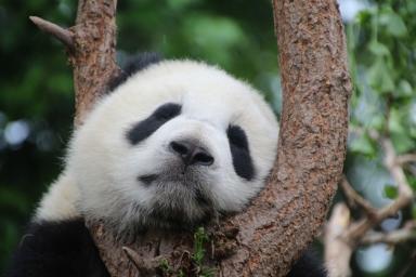Гигантская панда остается пухлой на бамбуковой диете из-за бактерий кишечника