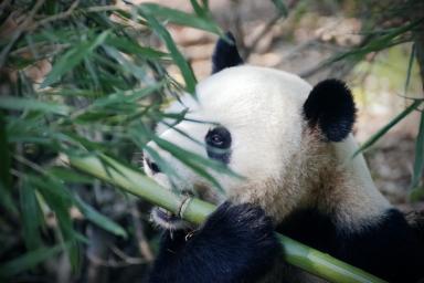 Бактерии кишечника помогают пандам набирать вес на растительной диете