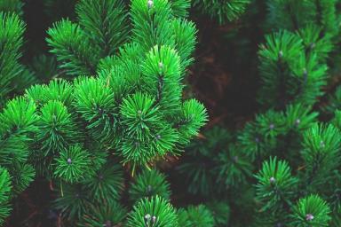 Ученые раскрыли секрет вечнозеленых хвойных деревьев