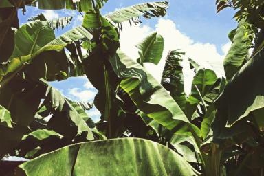 Бананоподобное растение Энсета может спасти человечество от голода в случае катастрофы