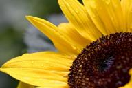 Подсолнух на огороде: почему нельзя его сажать 