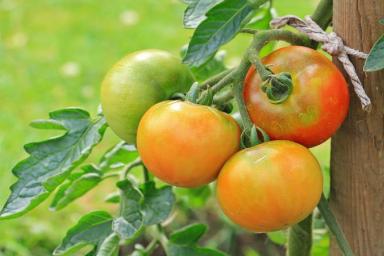 Чем подкормить рассаду помидоров, чтобы урожаю завидовали все соседи