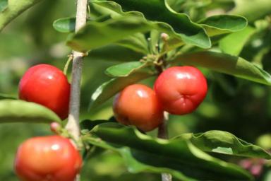 Почему томат может вырасти полым внутри: досадные ошибки огородников