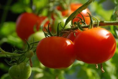 Болезни томатов: как сохранить здоровье посадок и собрать богатый урожай
