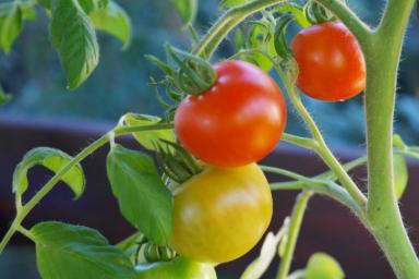 Как вырастить сладкие помидоры: хитрости, которые должны знать настоящие дачники