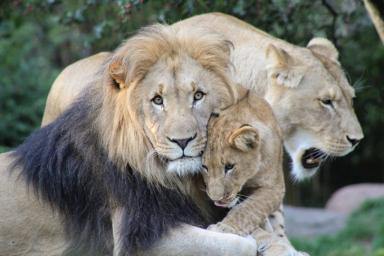 Львы и пумы в зоопарке ЮАР переболели COVID-19, заразившись от работников