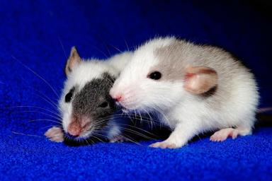 Поведение крыс научились предсказывать по активности их мозга