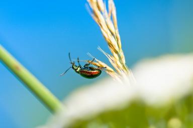 Российские ученые смогли разгадать секрет сверхбыстрого полета жука