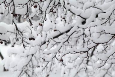 Высота снега в Москве достигла 45 см. Это рекордный за зиму показатель