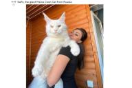 Кот мейн-кун