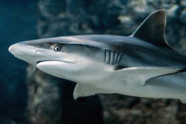 Нападения акул происходят чаще при более высокой лунной освещенности