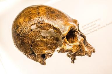 Неандертальцы оказались ответственны за кишечные и сосудистые заболевания