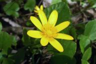 В цветке из Киргизии нашли вещества, уничтожающие раковые клетки