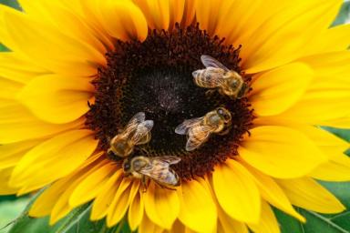 Невидимые ультрафиолетовые узоры помогают подсолнухам привлекать пчел
