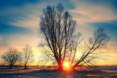Утро Зима Деревья