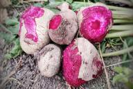 Кому нужно есть свеклу, а кому нужно держаться от нее подальше