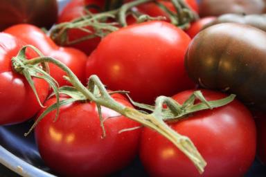 Коренастая и здоровая рассада томатов: 6 главных правил, о которых знают опытные огородники