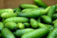 Как правильно выращивать огуречную рассаду: хитрости, о которых не расскажет сосед