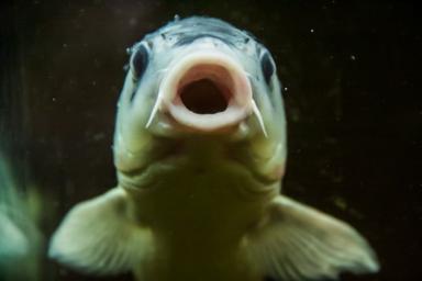 Рыбы могут использовать разные звуки в процессе общения друг с другом